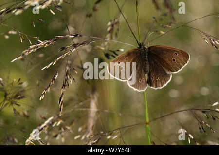 (Un papillon Aphantopus hyperantus) reposant, Dorset, UK, juillet. Banque D'Images