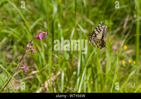 Papilio machaon) en vol vers Sticky Scouler (Silene viscaria) Forssa, Etela-Karjala Etela-Suomi / Carélie du Sud, Finlande du sud /, la Finlande. Juin Banque D'Images