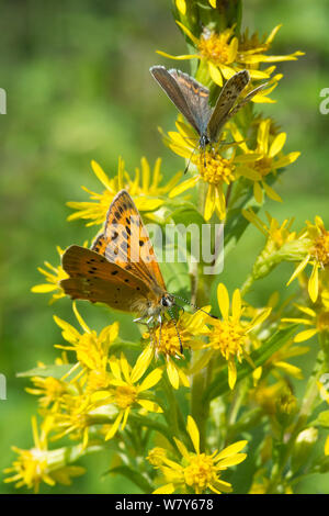 Papillon cuivre rares (Lycaena virgaureae) femelle avec Silver bleu cloutés (Plebjus argus) Femmes Les deux se nourrissant de la tige d'or (Solidago virgaurea) Leivonmaki, Joutsa, Amerique, Lansi- ja Sisa-Suomi / Centre et l'ouest de la Finlande, la Finlande. Juillet Banque D'Images