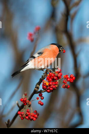 Canard colvert (Pyrrhula pyrrhula) nourrir l'arbre mâle Rowan, l'OTU, Korppoo, Sauvo / Lansi-Turunmaa Lounais-Suomi, World, / sud-ouest de la Finlande, la Finlande. Février Banque D'Images