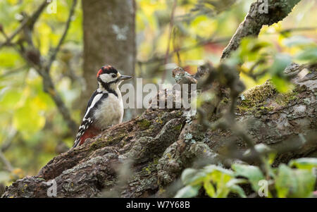 Great spotted woodpecker (Dendrocopos major), juvénile, l'OTU Korppoo, Sauvo / Lansi-Turunmaa Lounais-Suomi, World, / sud-ouest de la Finlande, la Finlande. Février Banque D'Images