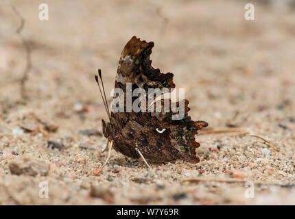 Comma butterfly (Polygonia c-album), mâle, Lounais-Suomi Lansi-Turunmaa Sauvo / World / sud-ouest de la Finlande, en Finlande. Juillet Banque D'Images