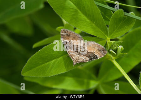 Grande Chambre Lits Jumeaux-spot (Xanthorhoe quadrifasiata tapis) Forssa, Etela-Karjala Etela-Suomi / Carélie du Sud, Finlande du sud /, la Finlande. Juin Banque D'Images