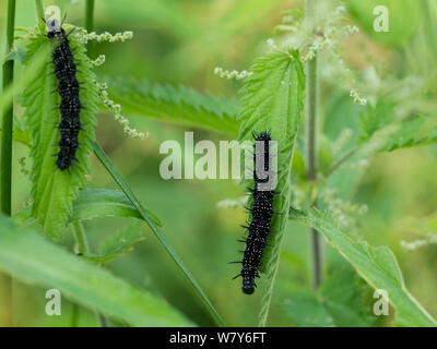 Peacock butterfly (Nymphalis io) deux chenilles sur feuille d'ortie, en Finlande. Juillet Banque D'Images