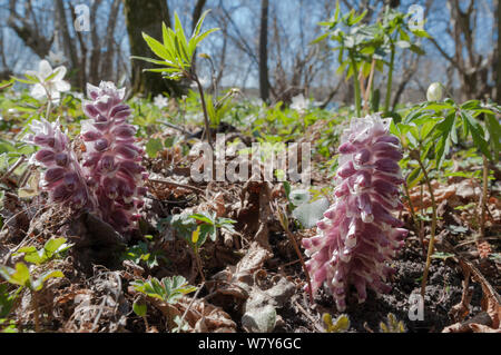 Toothwort (Lathraea squamaria) une plante parasite, Jomala, Ahvenanmaa Aland Islands / Archipel, la Finlande. Peut Banque D'Images