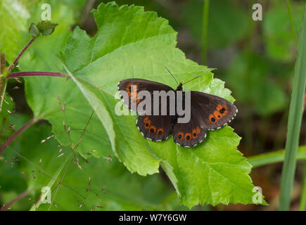 Arran brown butterfly (Erebia ligea) Leivonmaki, Joutsa, Amerique, Lansi- ja Sisa-Suomi / Centre et l'ouest de la Finlande, la Finlande. Juillet Banque D'Images