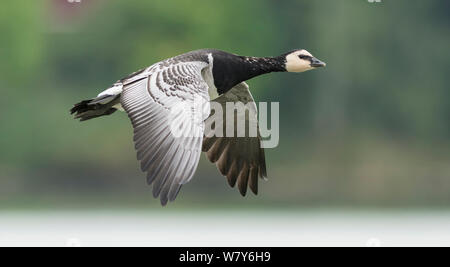 Bernache nonnette (Branta leucopsis) adulte en vol, Turku, Ruissalo, Lounais-Suomi / World, sud-ouest de la Finlande, la Finlande. Septembre Banque D'Images