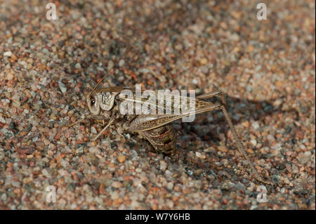 Dectique verrucivore (Decticus verrucivorus) femelle en ponte, Hanko, Uusimaa, Etela-Suomi / Finlande du Sud, la Finlande. Septembre Banque D'Images