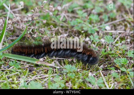 Fox Moth (Macrothylacia rubi) caterpillar couvert dans urticating, poils, Kumlinge / Ahvenanmaa Aland Islands archipel, la Finlande. Septembre Banque D'Images