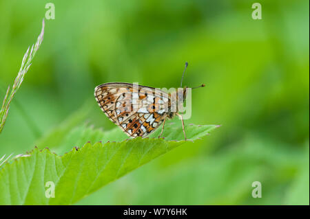 Petite perle-bordé fritillary butterfly (Boloria selene) appelé le silver-bordé fritillary en Amérique du Nord, Forssa, Etela-Karjala Etela-Suomi / Carélie du Sud, Finlande du sud /, la Finlande. Juin Banque D'Images