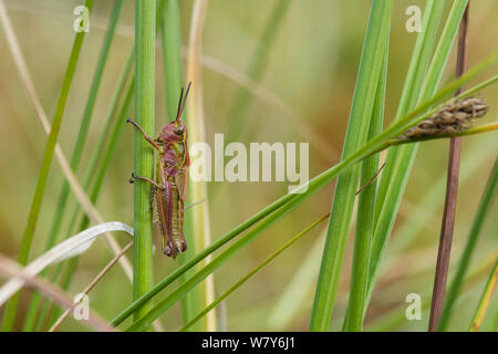 Grand Marais sauterelle (Stethophyma grossum) nymphe, Hankasuo Uurainen, Amerique, Lansi- ja, Sisa-Suomi / Centre et l'ouest de la Finlande, la Finlande. Juillet Banque D'Images