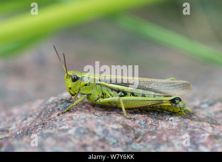 Grand Marais sauterelle (Stethophyma grossum), adultes Espoo, Uusimaa, Etela-Suomi / Finlande du Sud, la Finlande. Août Banque D'Images