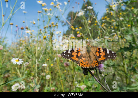 Papillon belle dame (Vanessa cardui) dans l'habitat, Jyvaskya, Amerique, Lansi- ja Sisa-Suomi / Centre et l'ouest de la Finlande, la Finlande. Août Banque D'Images