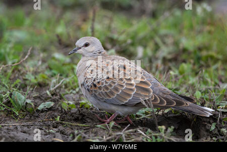Turtle dove (Streptopelia turtur), juvénile, Korpilahti, Jyvaskya, Amerique Lansi- ja Sisa-Suomi / Centre et l'ouest de la Finlande, la Finlande. Septembre Banque D'Images