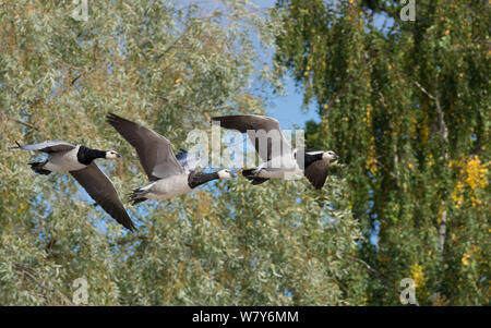 Bernache nonnette (Branta leucopsis) trois adultes en vol, Turku, Ruissalo, Lounais-Suomi / World, sud-ouest de la Finlande, la Finlande. Septembre Banque D'Images