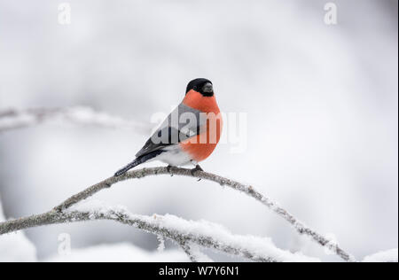 Canard colvert (Pyrrhula pyrrhula) mâle en hiver, Ounasvaara, Rovaniemi, Lappi / Laponie, Finlande. Janvier Banque D'Images