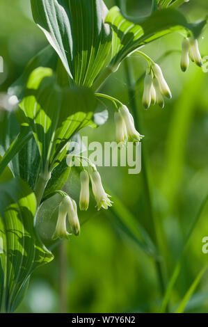 Solomon&# 39;s joint (Polygonatum multiflorum) fleurs, Lemland, Ahvenanmaa Aland Islands / Archipel, la Finlande. Peut Banque D'Images