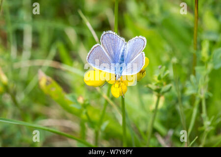 Lepidoptera Polyommatus icarus (common blue butterfly Schmetterling / Hauhechel-Bläuling) Banque D'Images