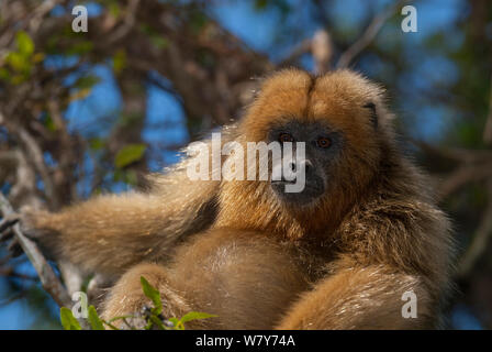 Singe hurleur noir (Alouatta¶ÿcaraya), femelle Ibera Marais, Province de Corrientes, Argentine Banque D'Images