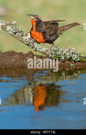 Long-tailed Meadowlark (Sturnella loyca) reflète dans l'eau, forêt Calden, La Pampa, Argentine Banque D'Images