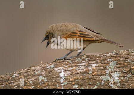 Vacher à ailes Bay (Agelaioides badius) Calden forêt, La Pampa, Argentine Banque D'Images