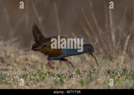 Rail (Pardirallus sanguinolentus plombé) La Pampa Argentine Banque D'Images