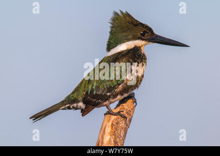 Martin-pêcheur vert (Chloroceryle americana ) Femme, Ibera Marais, Province de Corrientes, Argentine Banque D'Images