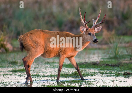 Cerf des marais (Blastocerus dichotomus), mâle Ibera Marais, Province de Corrientes, Argentine Banque D'Images