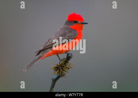 Le moucherolle vermillon (Pyrocephalus rubinus) perché, Calden Forêt, La Pampa, Argentine Banque D'Images