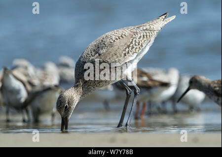 Willet (Tringa semipalmata) alimentation, Little St Simon&# 39;s Island, îles-barrières, Georgia, USA, avril. Banque D'Images