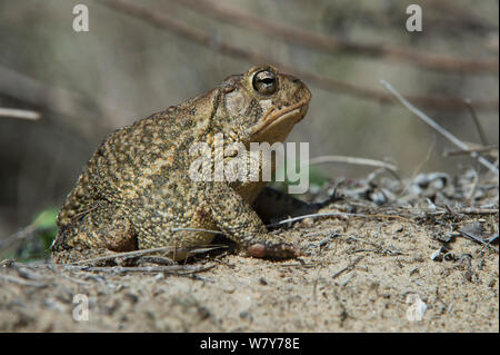 Toad Anaxyrus terrestris (sud) Little St Simon&# 39;s Island, îles-barrières, Georgia, USA, mars. Banque D'Images