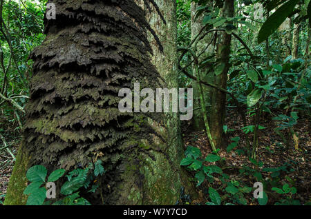 Tree termitière (Procubitermes sp) sur tronc d'arbre. République du Congo (Congo-Brazzaville), l'Afrique. Banque D'Images