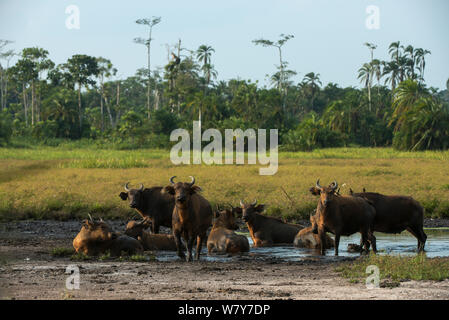 Les buffles de forêt (Syncerus caffer nanus) se vautrer. Bai Lango, République du Congo (Congo-Brazzaville), l'Afrique. Banque D'Images