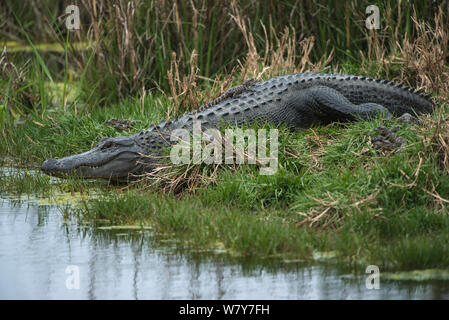 Alligator Alligator mississippiensis) (avec les jeunes, Little St Simon&# 39;s Island, îles-barrières, Georgia, USA, mars. Banque D'Images