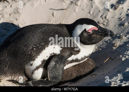 Manchot du Cap (Spheniscus demersus) sur son nid avec poussin. Près de Simon's Town dans la région de False Bay, entre le cap et la pointe du Cap, en Afrique du Sud. Les espèces en voie de disparition. Banque D'Images