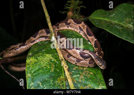 Arbre commun blunthead Imantodes cenchoa (serpent) Mindo Cloud Forest, versant Ouest, les Andes, en Équateur. Banque D'Images