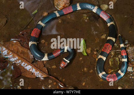 Le Surinam / coral snake aquatiques (Micrurus surinamensis) Amazon, de l'Équateur. En captivité, se produit en Amérique du Sud. Banque D'Images