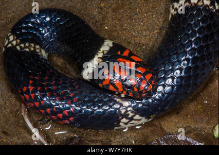 Le Surinam / coral snake aquatiques (Micrurus surinamensis) Amazon, de l'Équateur. En captivité, se produit en Amérique du Sud. Banque D'Images