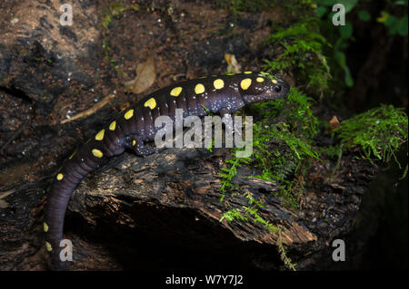 La salamandre maculée (Ambystoma maculatum) Orianne Serpent Indigo Préserver, Telfair County, Géorgie, USA, juillet. En captivité, se produit en Amérique du Nord. Banque D'Images