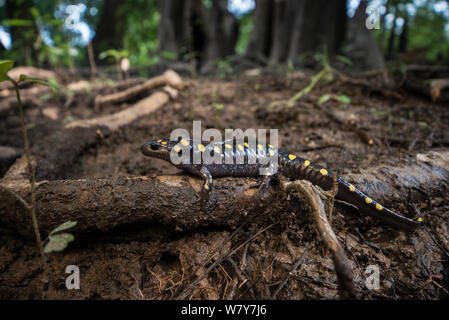 La salamandre maculée (Ambystoma maculatum) Orianne Serpent Indigo Préserver, Telfair County, Géorgie, USA, juillet. En captivité, se produit en Amérique du Nord. Banque D'Images