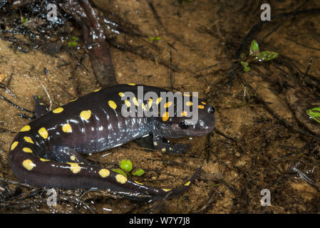 La salamandre maculée (Ambystoma maculatum) Orianne Serpent Indigo Préserver, Telfair County, Géorgie, USA, août. En captivité, se produit en Amérique du Nord. Banque D'Images