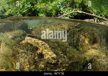 (Cryptobranchus alleganiensis hellbender orientale alleganiensis) Hiwassee River, Cherokee National Forest, North Carolina, USA, juillet. Banque D'Images