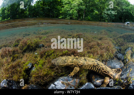 (Cryptobranchus alleganiensis hellbender orientale alleganiensis) Hiwassee River, Cherokee National Forest, North Carolina, USA, juillet. Banque D'Images