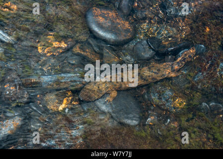 (Cryptobranchus alleganiensis hellbender orientale alleganiensis) Hiwassee River, Cherokee National Forest, North Carolina, USA, juillet. Banque D'Images