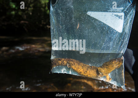 (Cryptobranchus alleganiensis hellbender orientale alleganiensis) dans un sac en plastique, pris pour la recherche. Coopers Creek, Chattahoochee National Forest, Georgia, USA, juillet. Banque D'Images