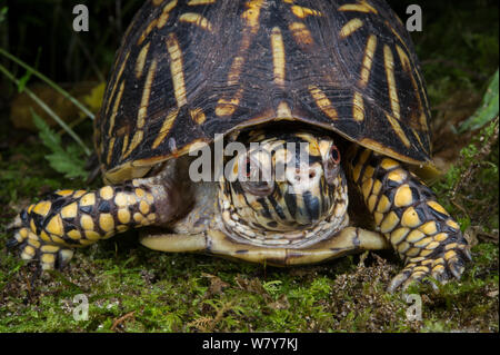 Tortue tabatière (Terrapene carolina) portrait, Orianne Serpent Indigo Préserver, Telfair County, Géorgie, USA, juillet. En captivité, se produit en Amérique du Nord. Les espèces vulnérables. Banque D'Images