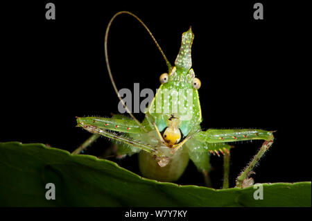 Colonne vertébrale (Acantheremus à tête katydid sp) manque 1 antennes, le Parc National Yasuní, forêt amazonienne, en Equateur. L'Amérique du Sud Banque D'Images