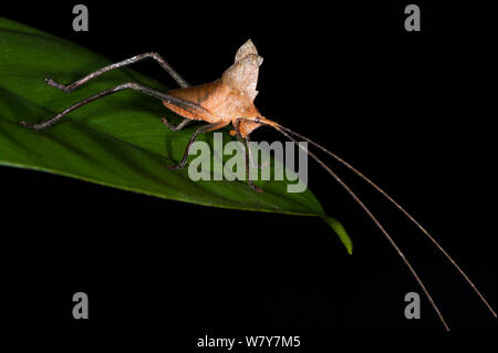 Peacock katydid (Pterochroza sp.) mineur. Le Parc National yasuní, forêt amazonienne, en Equateur. L'Amérique du Sud. Banque D'Images