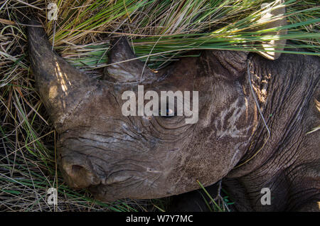 Le rhinocéros noir (Diceros bicornis) capturés en cas de réinstallation d'Addo Elephant Park à Liège, Great Karoo, Afrique du Sud. Espèces en danger critique d'extinction. Banque D'Images