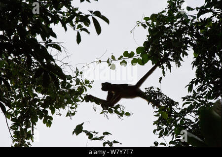 White-bellied singe-araignée (Ateles anaconda) escalade d'arbre en arbre, le Parc National Yasuní, forêt amazonienne, en Equateur. L'Amérique du Sud. Banque D'Images